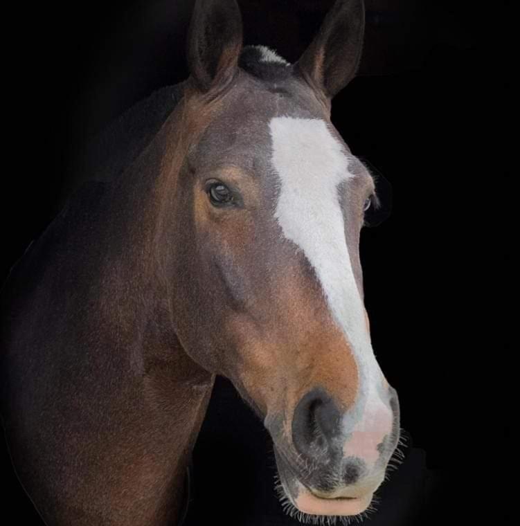 纽波特The Old Mountain Stables Caerllwyn Ganol Farm公寓 客房 照片